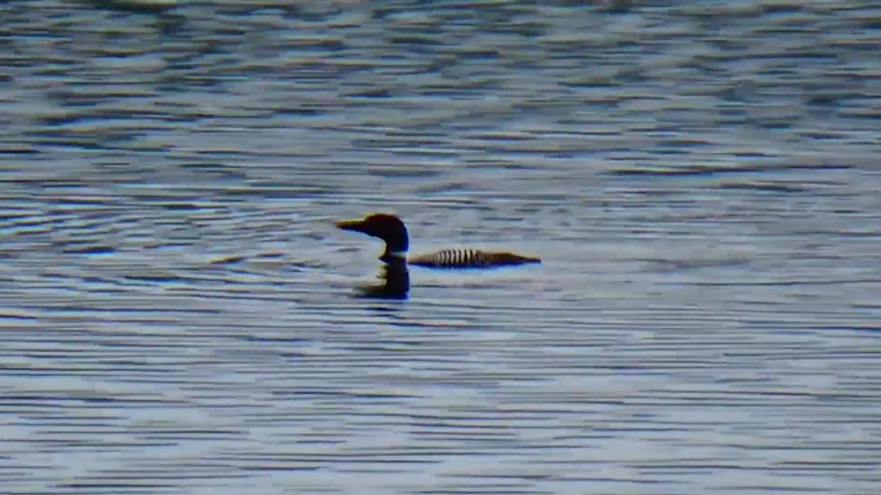 Loon
