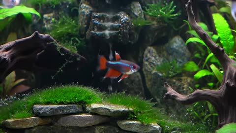 Mesmerizing Aquascape Transformation – You Won’t Believe the End Result!