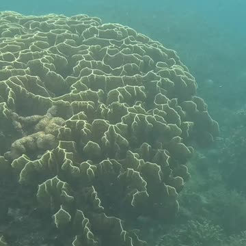 🐟 Expat Snorkeling in the Philippines 🌊 | Morning Underwater Escape