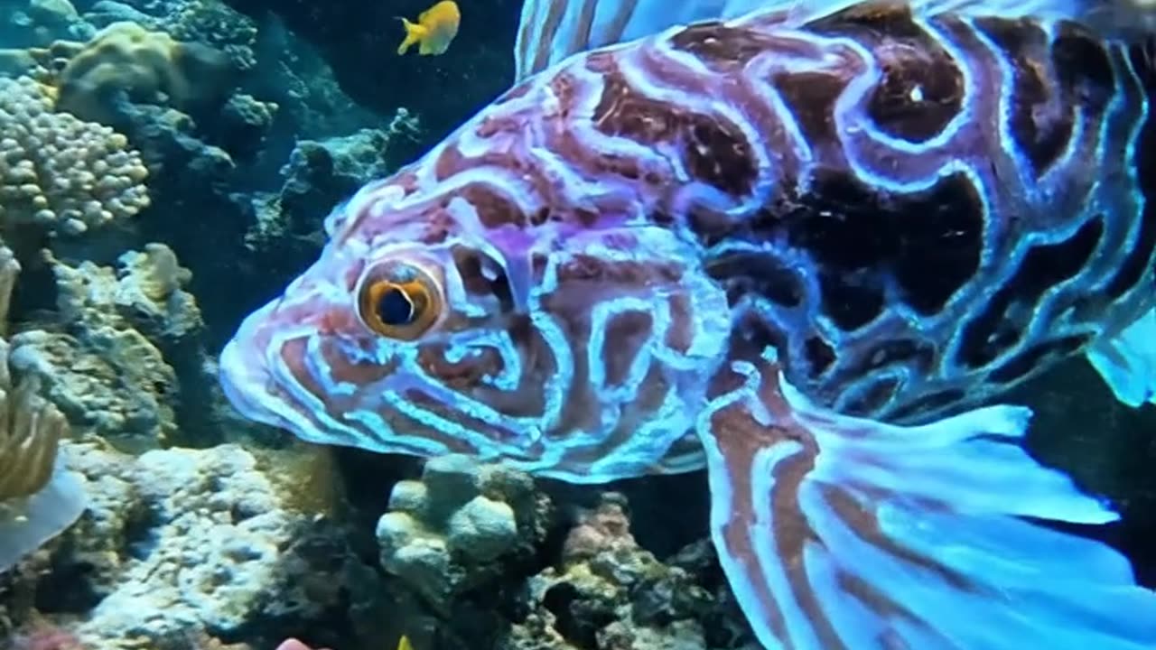 Cirrhitus rivulatus.