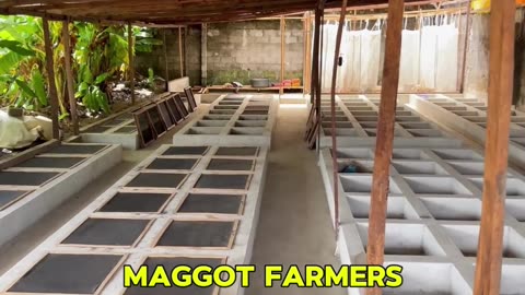 The Nigerian Entrepreneur Turning Maggots into Gold