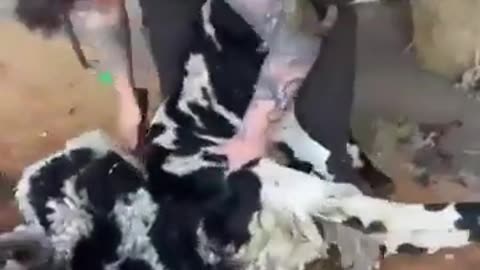 🤯✨ Watch a Calm Hebridean Sheep During Shearing! | FeedMyCuriosity