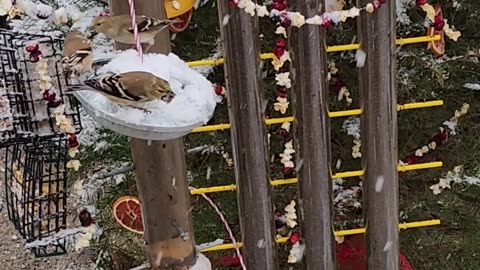 Goodbye to the Traditional American Christmas tree.
