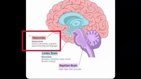 Neo = Neocortex