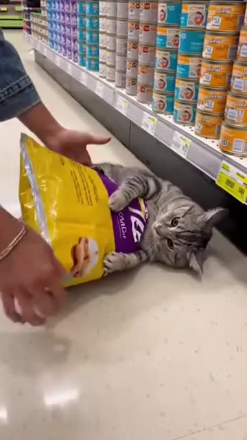 Funny 😆 cat 🐈😍🌺🪷🌻