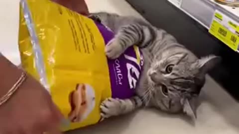 Funny 😆 cat 🐈😍🌺🪷🌻