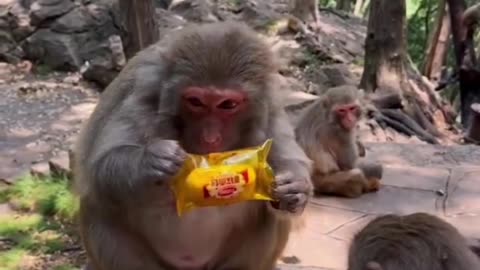 Money and Indian crazy boy funny videos