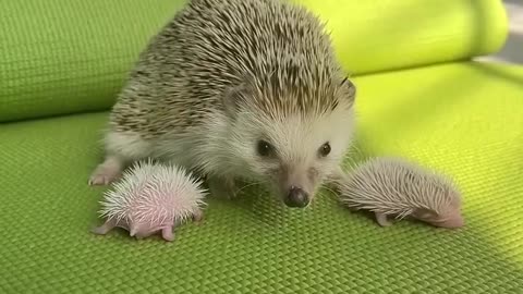 Hedgehog family 😊