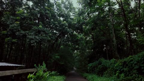 Experience Ultimate Tranquility: Immersive 4K Heavy Rain Walk in a Lush Rural Indian Village - ASMR