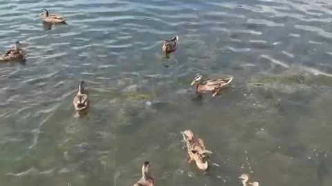 Feedin the Ducks