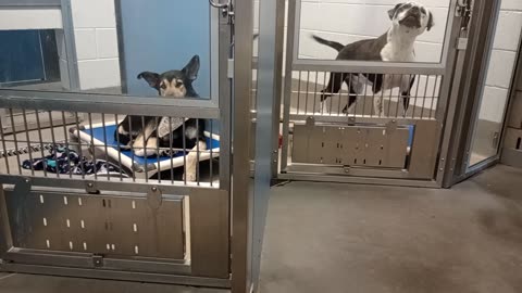 Doggies at Maricopa County Animal Care Center_20251025_170148517