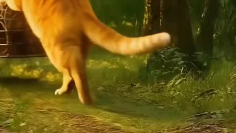 Funny cats