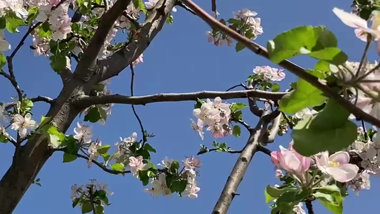 beautiful sounds