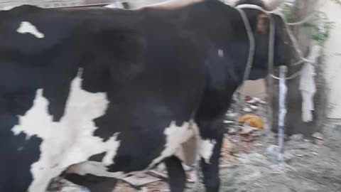 Eid mubarak