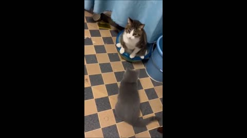 Funny animal videos 2025 - Funny cats/dogs - Funny animals