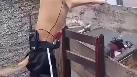 Funny dog