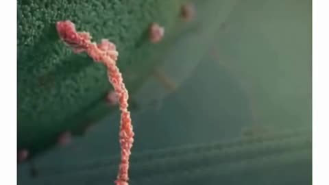 Tiny workers of Allah in human brain | Miracles of Quran #allah #islamicscholar #quranfacts