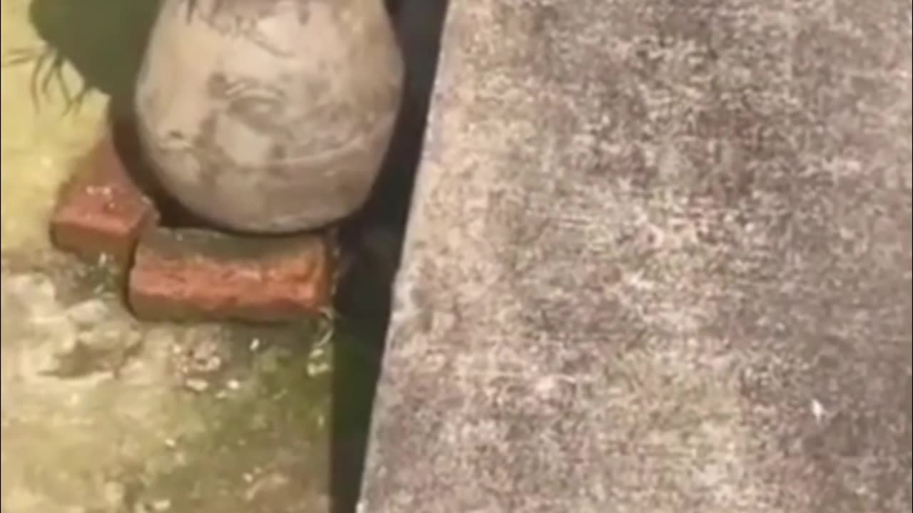 Kittens vs. Gravity: The Ultimate Flop Fest!