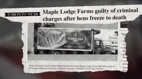 Making the sausage (in this case the chicken) is never pretty. (Hidden camera)