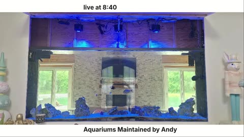 Aquarium hangout