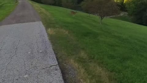 “Carnivore Deer? 👀 Spotted on My Walk! #CarnivoreDiet”