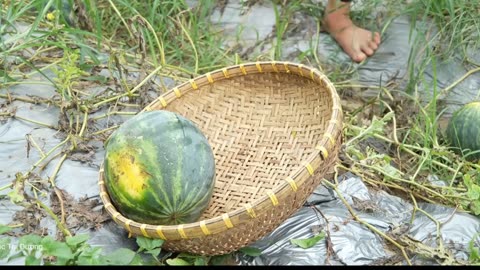 Catching Giant Fish in the Mud | Real Survival Fishing in Village Life