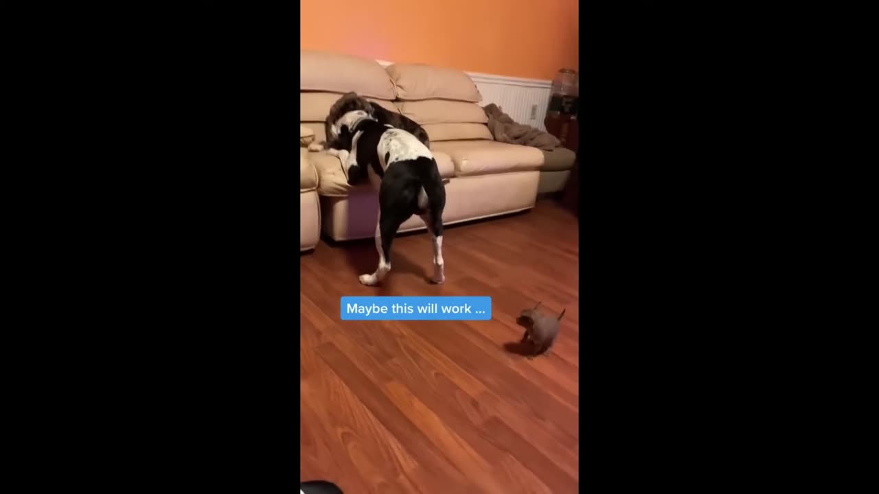 The Chihuahua Funny Moments😂🤣
