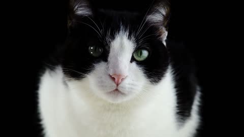 Cat, feline