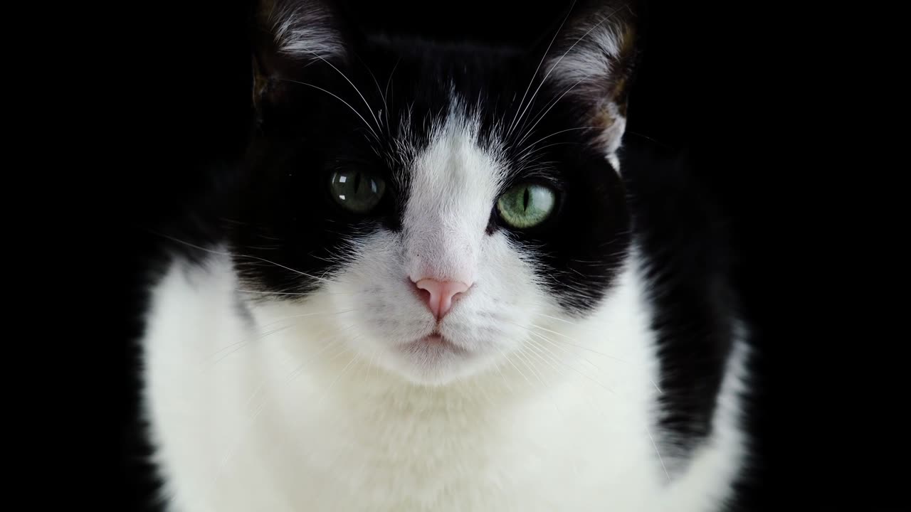 Cat, feline