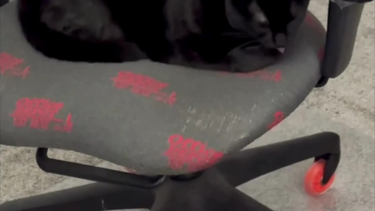 Cute Precious Piper Does Her Nails - My Adopted Shelter Cat Vlog #shorts