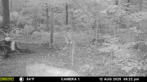 Couple bucks checking out the lady