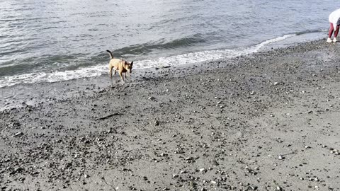 edmonds park patrol 290843209842098