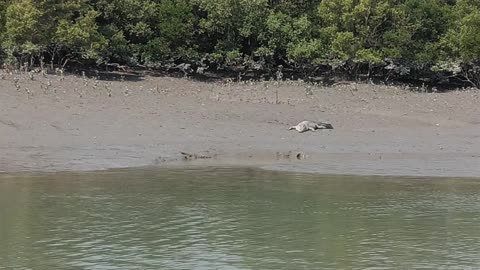 A boat journey in mangrove area
