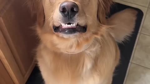 Getting a golden retriever life becomes ...