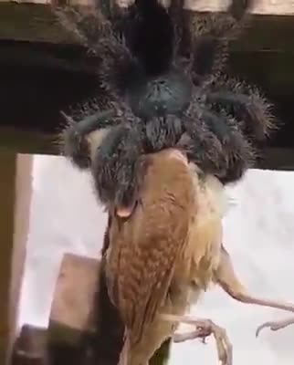 Australian Spider