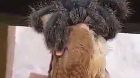 Australian Spider