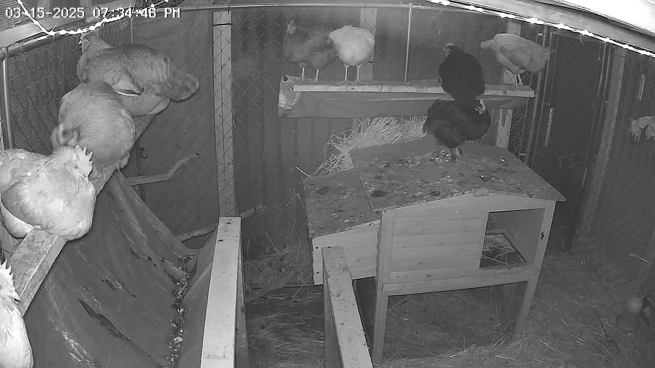 Saturday Night Perch Up Cam1