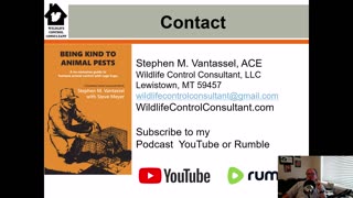 Best bait for luring cottontail rabbits into traps