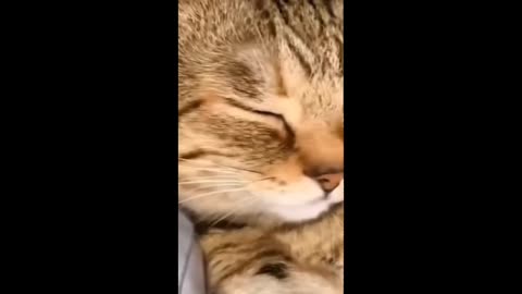 Cats and Dogs funny videos||Cats vs Dogs||funny videos