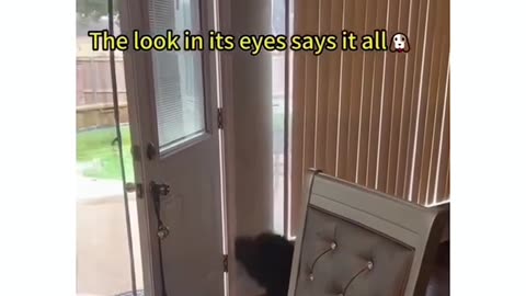 ##funny dog # understanding english