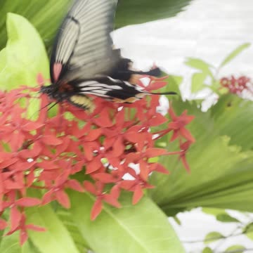 Thai Butterfly - The World's BIGGEST- that's What She Said