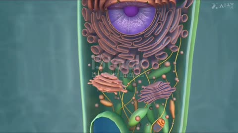 Plant cell