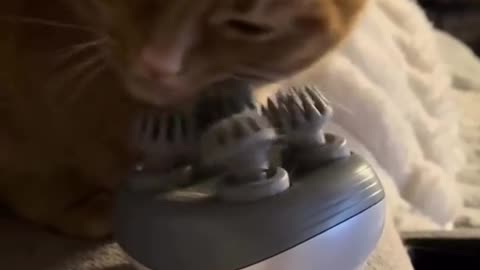 🤣🐾 When Your Pet Decides to DIY Love! | FunFM