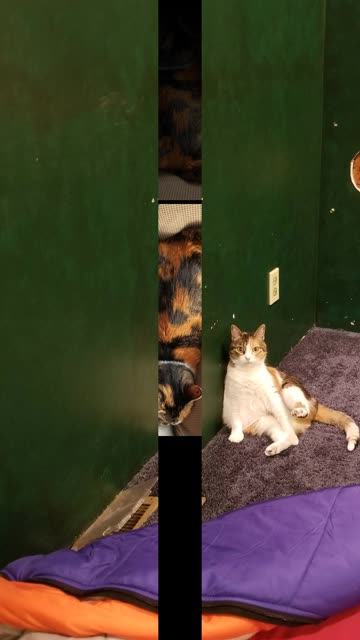 Elsie glowers a demand to power the heated seat. #SparklegleamFarm #Elsie #homestead