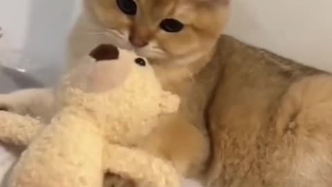 vidios cat cute