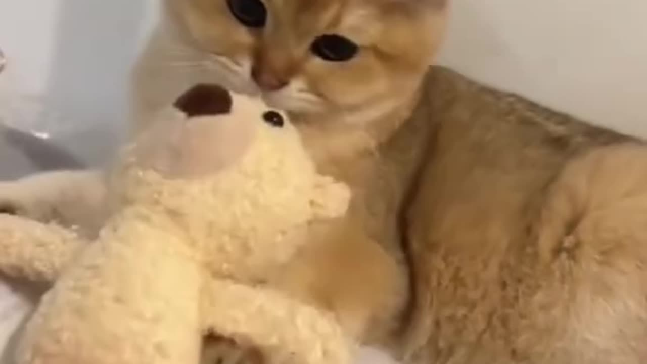 vidios cat cute