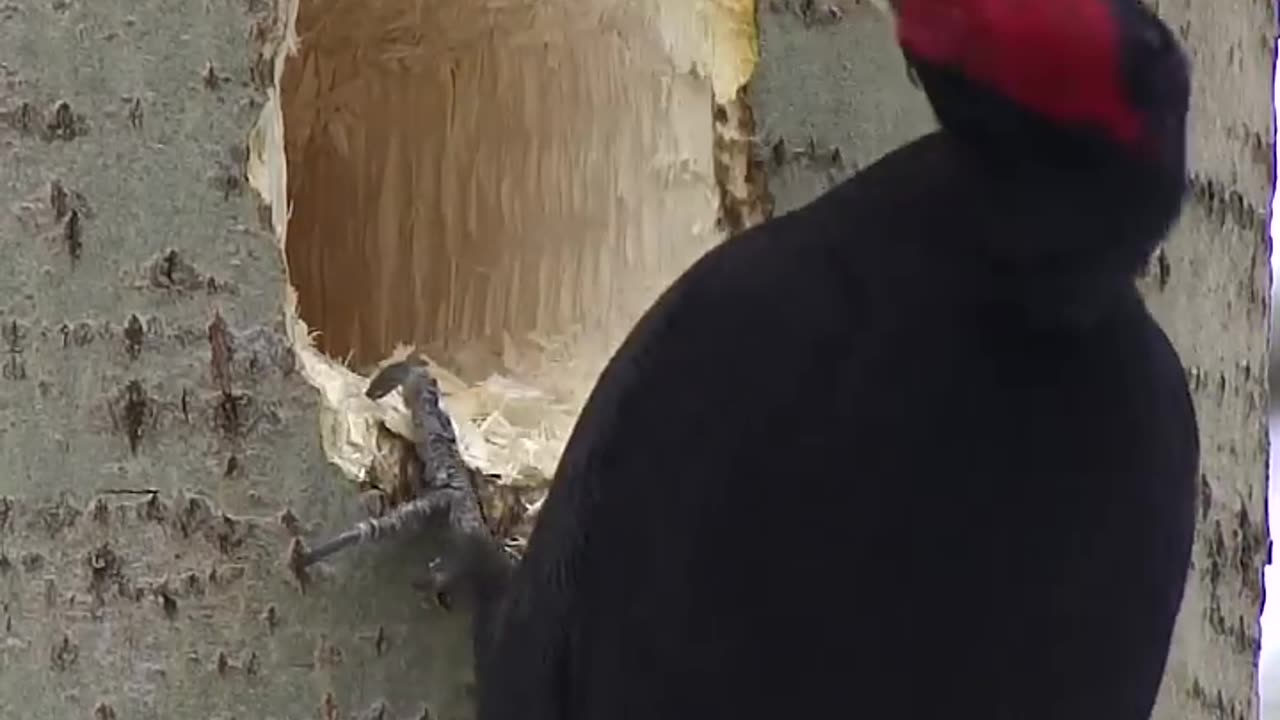 Black Woodpecker