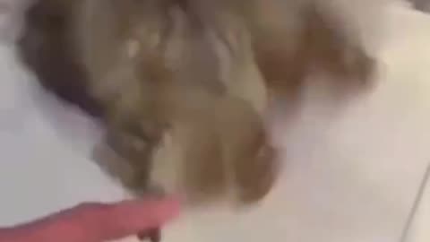 funny owl