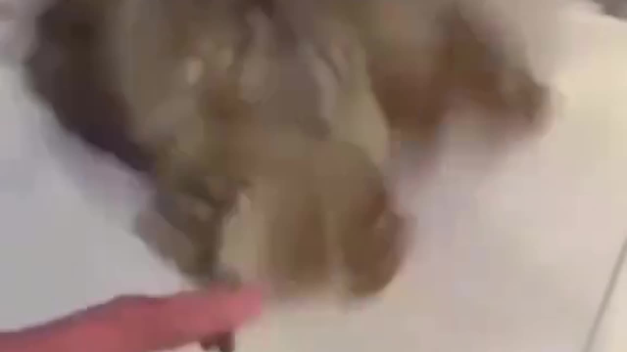 funny owl