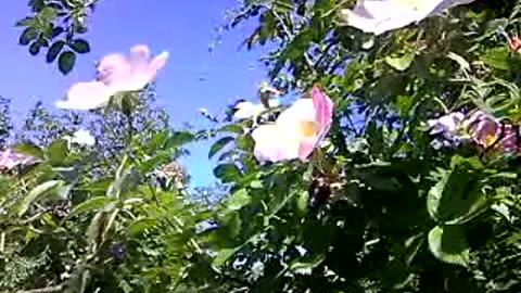Witness Nature's Beauty: Rose Hips in Full Bloom [Breathtaking Footage